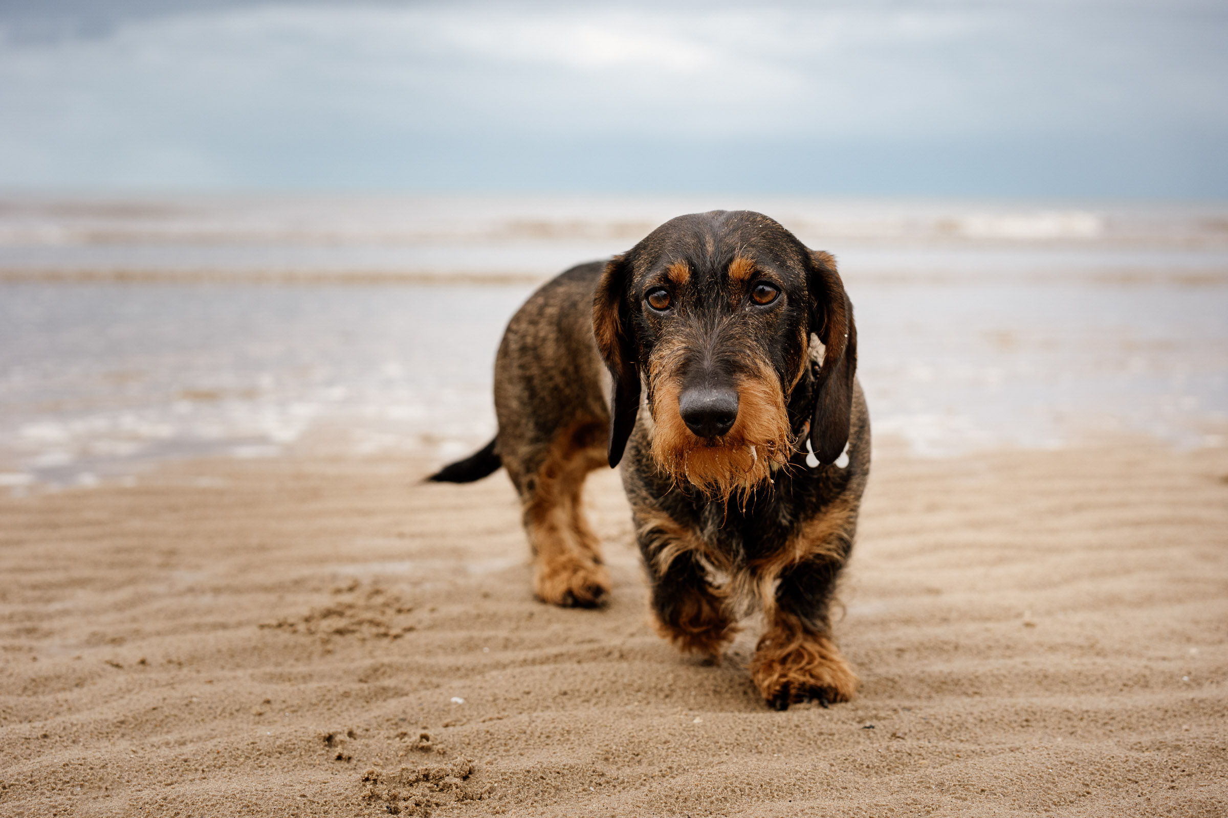 Web-Size-Norfolk-pippa-