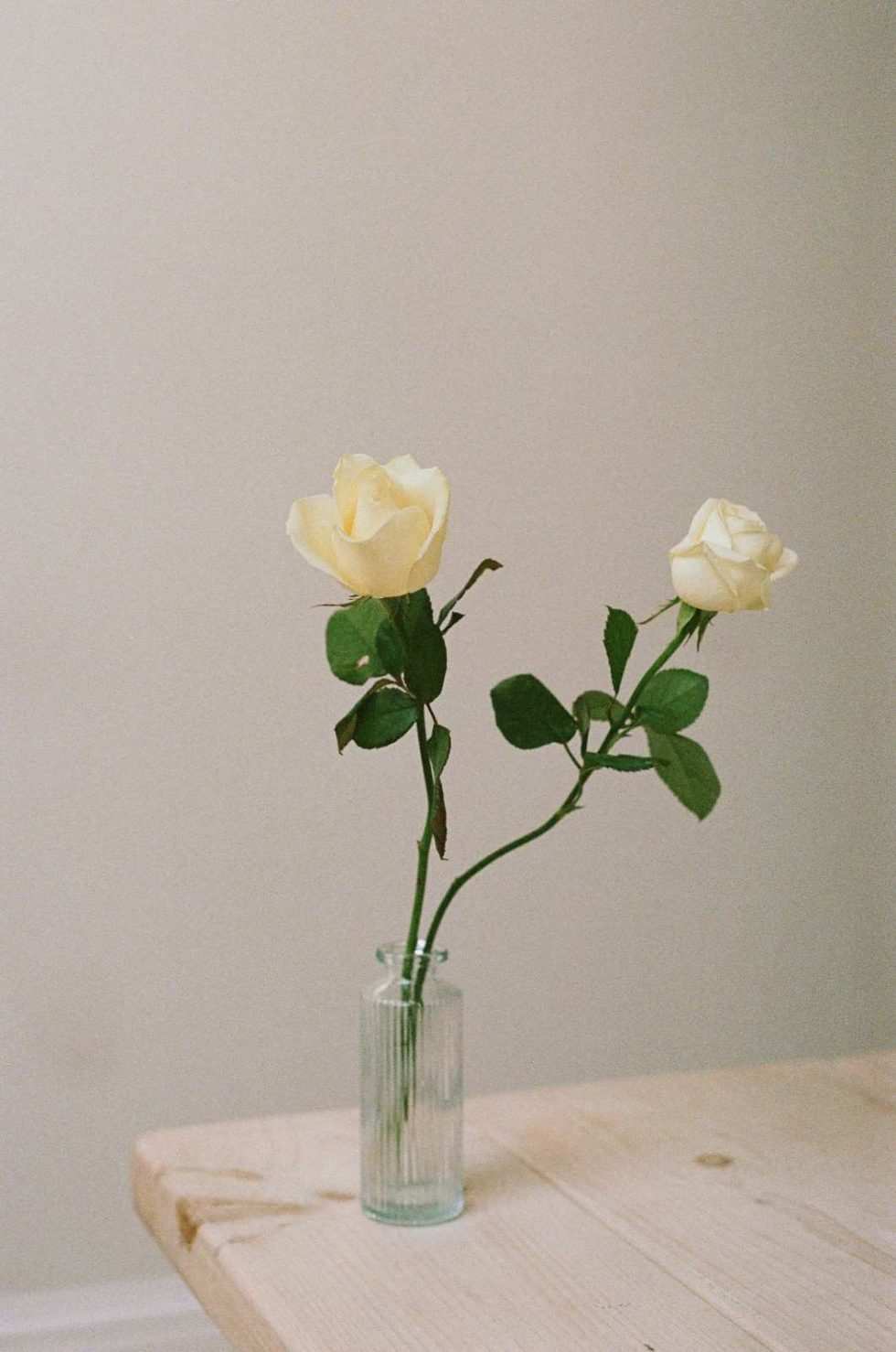 white wedding roses in vase captured on 35mm analogue film